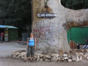 cedre-02