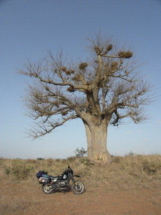baobab 2