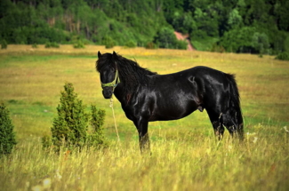 umirujuce-prirodne-lepote-srbije-27