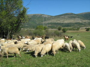 stara-planina-01