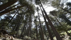 une-foret-de-cedres